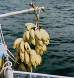 Een stam bananen aan de pikhaak naast de boot. 