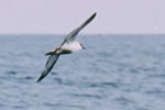 Noorse stormvogel op de Atlantische Oceaan