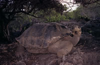 Landschildpad op de Galápagos-archipel